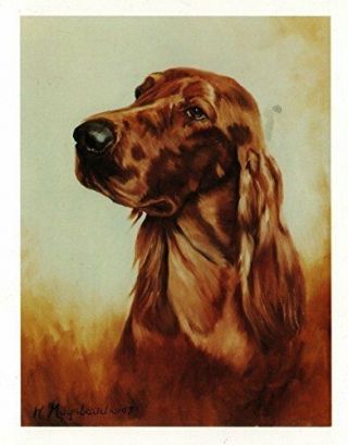 Irish Setter Head Study Notecards Set 12 Note Cards By Ruth Maystead Made In Usa