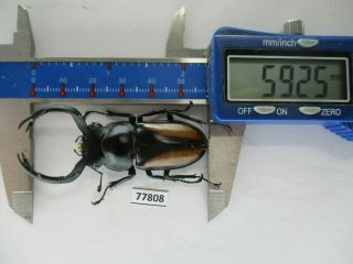77808 Lucanidae; Rhaetulus crenatus.  Vietnam North.  59mm 2
