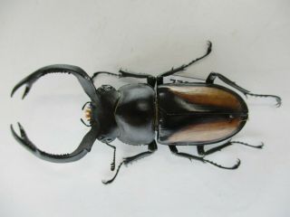 77808 Lucanidae; Rhaetulus crenatus.  Vietnam North.  59mm 3