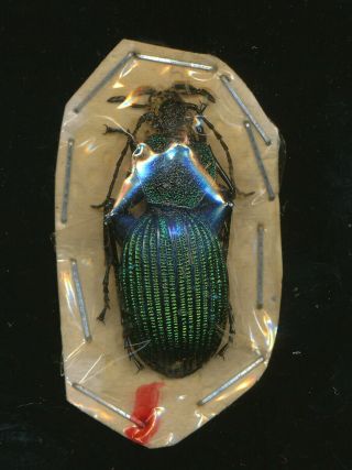 A Teflus Viridianus Carabidae From Tanzania