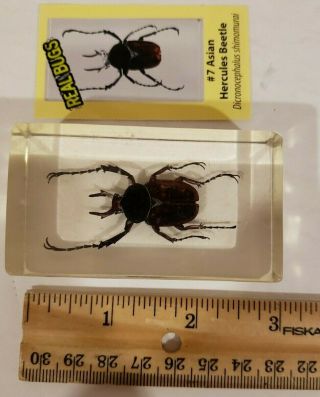 Real Bugs Collectable Asian Hercules Beetle /dicronocephalus Shimomurai In Resin