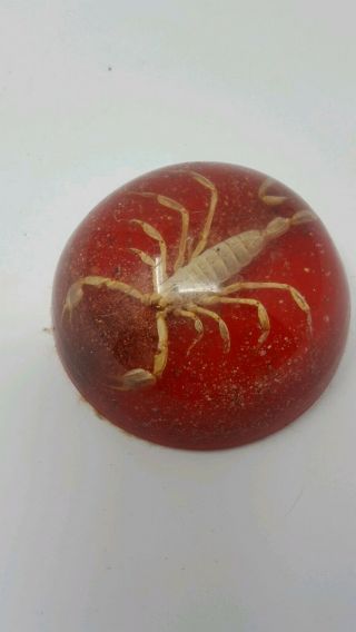 Vintage Maack Co.  Scorpion Paperweight In Plastic Domed (has Scratches)