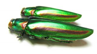 Buprestidae,  Chrysochroa Fulgidissima,  Pair,  Laos