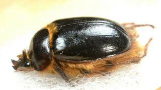 Pleocoma Tularensis A1 Unmounted Pleocomidae Scarabaeidae Coleoptera