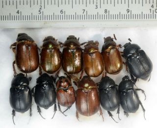 Scarabaeidae 12x A1 Unmounted Rutelidae Rutelinae Aulacopalpus Castaneus