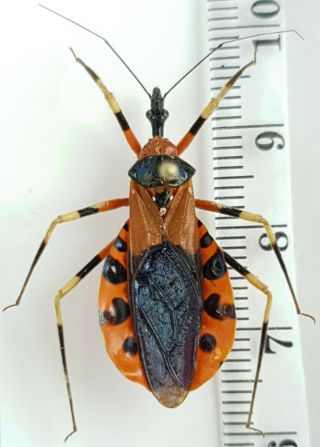 Hemiptera,  Heteroptera Sp.  Malaysia,  Sarawak,  Borneo