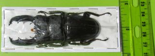 Rare Size Stag Beetle Dorcus titanus typhon Male 85mm FAST FROM USA 2