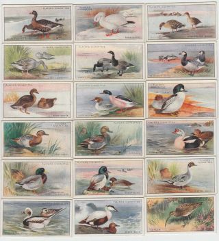 1927 Complete Set Of 50 Vintage Wild Bird Painting Cards Ducks Geese Pheasants,