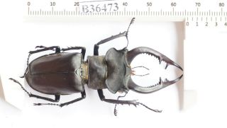B36473 - Lucanus Nobilis Ps.  Beetles Yen Bai Vietnam 66mm A -