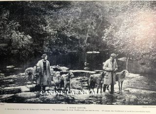 Scottish Deerhound Dog 5 Dogs With Owners Out In Nature 1934 Vintage Art Print