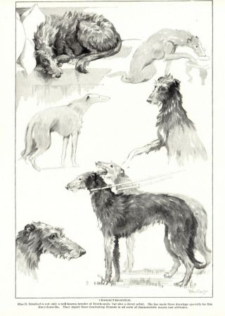 1930s Antique Deerhound Dog Print Branfoot Scottish Deerhound Dog Art 3858n