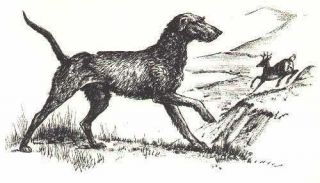 Scottish Deerhound - 1964 Dog Art Print - Matted