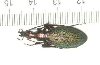Carabidae Carabus Coptolabrus Apotomopterus Heilongjiang (2)