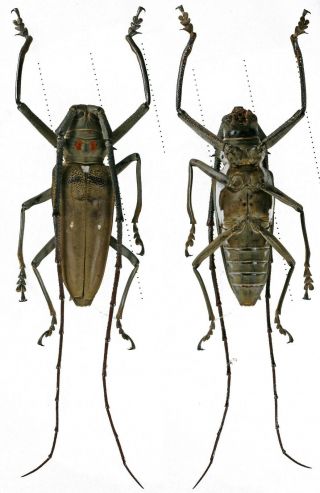 Batocera Thomsonii - Cerambycidae 55mm From North Sumatra,  Indonesia
