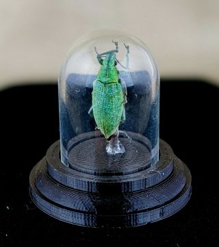 E35b Taxidermy Entomology Dust Snoot Weevil Beetle Glass Dome Dsplay Curiosities