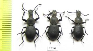 Tenebrionidae,  Cephalostenus Orbicollis,  Pair,  Turkey