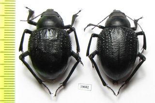 Tenebrionidae,  Pisterotarsa Gigantea,  Uzbekistan