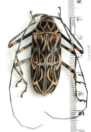 Cerambycidae Acrocinus Longimanus Peru