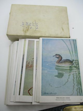 Vintage National Audubon Society Set Of 50 Spring Bird Cards Eastern No.  America