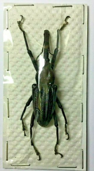 Curculionidae: Vanapa oberthuri - Papua Guinea 3