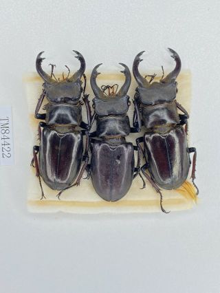 Tm84422 Lucanidae Lucanus Langi 48 - 50mm E Tibet