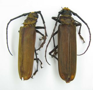Orthomegas Cinnomaneus Pair With Male 63mm Female 69mm (cerambycidae)