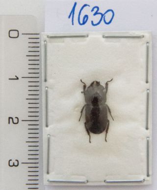 Lucanidae: Dorcus Sp.  A1,  1 Pc