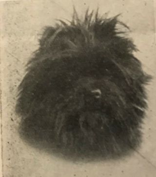 1933 Rare Antique Affenpinscher Photographs,  Breed Article