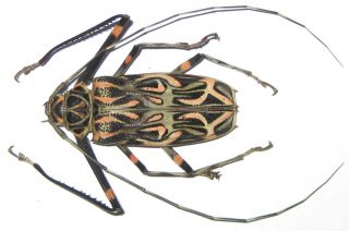 Cerambycidae Acrocinus Longimanus Female A1 60mm (peru)