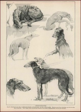 Scottish Deerhound Sketch Dog 1934 Vintage Art Moods Attitudes