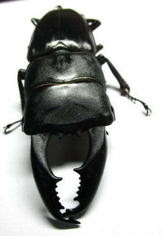 C004 Nl Nv : Lucanidae: Dorcus Titanus Imperialis Male 81mm