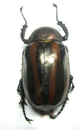 C010 Nl Nv : Dynastinae: Euchirinae: Euchirus Dupontianus Female 58mm