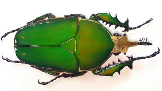 Cetonidae Mecynorrhina Torquata Inmaculicollis 79mm Male From Camerun 491