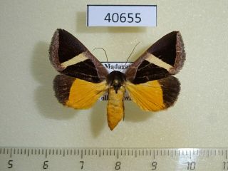 40655p Noctuidae Fodina Hayesi Madagascar