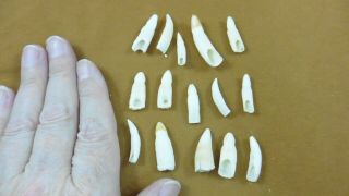 (g370 - 12) 15 Gator Alligator Aligator Tooth Teeth Make Own Jewelry Mixed Sizes