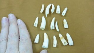 (g370 - 38) 15 Gator Alligator Aligator Tooth Teeth Make Own Jewelry Mixed Sizes