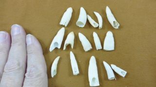 (g370 - 7) 15 Gator Alligator Aligator Tooth Teeth Make Own Jewelry Mixed Sizes