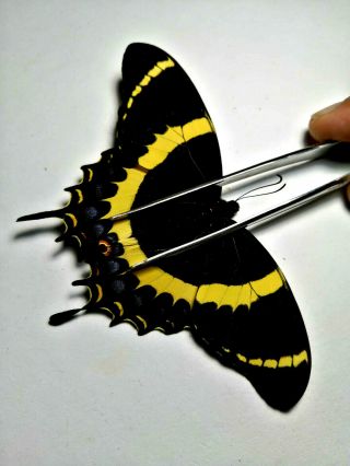 Papilio Garamas Garamas In A1,  Just A Tail Glued,
