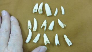 (g370 - 5) 15 Gator Alligator Aligator Tooth Teeth Make Own Jewelry Mixed Sizes