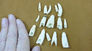 (g370 - 6) 15 Gator Alligator Aligator Tooth Teeth Make Own Jewelry Mixed Sizes
