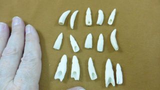 (g370 - 19) 15 Gator Alligator Aligator Tooth Teeth Make Own Jewelry Mixed Sizes