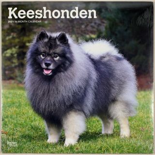 Keeshonden ● 2021 Wall Calendar ● [sealed] ● 12 " X 24 " When Opened