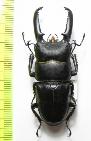 Lucanidae,  Dorcus Titanus Castanicolor,  S.  Korea 61 Mm
