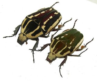 Mecynorrhina Ugandensis,  Female A 52 Mm,  Female A 46 Mm