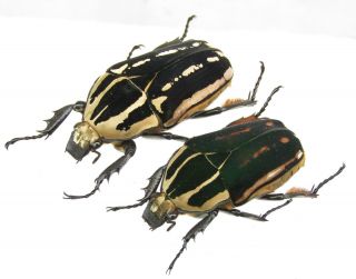 Mecynorrhina Ugandensis,  Female A 52 Mm,  Female A 42 Mm