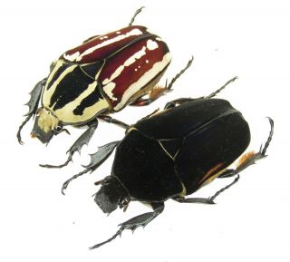 Mecynorrhina Ugandensis,  Female A 51 Mm,  Female A 49 Mm