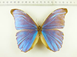 , Entomology,  Butterfly: Morpho Amathonte Amathonte Male Costa Rica,