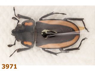Lucanidae: Prosopocoilus Spectabilis A1,  1 Pc