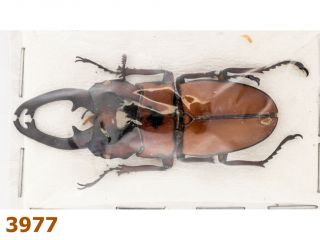 Lucanidae: Prosopocoilus Occipitalis Ssp.  A2,  48 Mm,  1 Pc