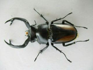 77942 Lucanidae: Rhaetulus Crenatus.  Vietnam North.  60mm